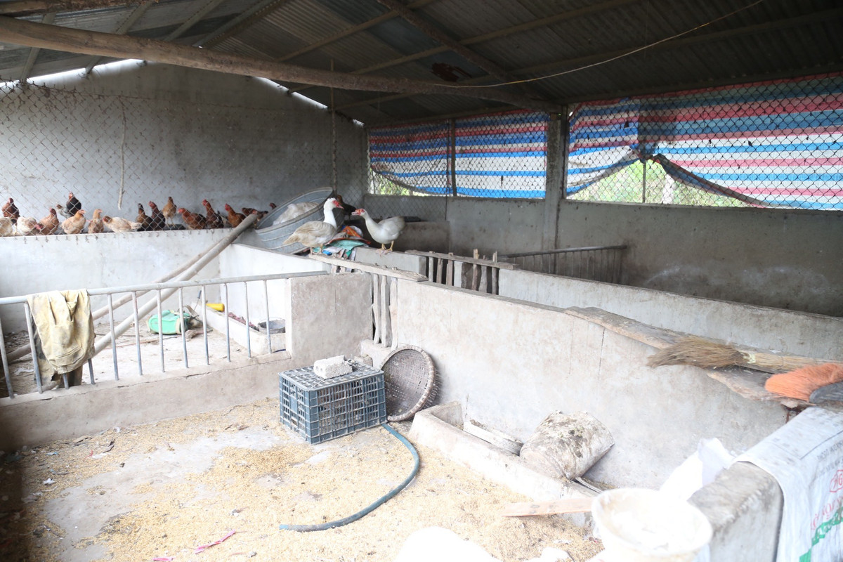 Tại một số nông hộ, khu vực chăn nuôi lợn trở thành nơi nuôi ngan, gà....
