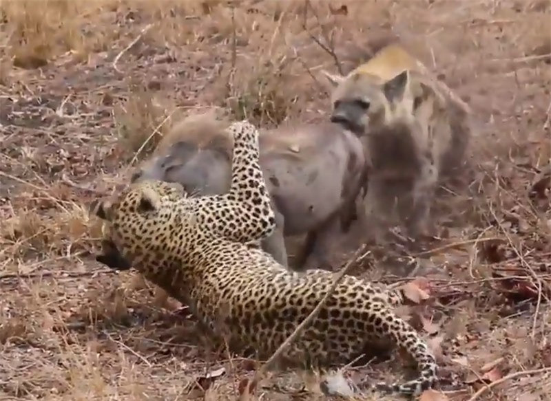 Video: Bao hop suc voi linh cau xe xac heo rung