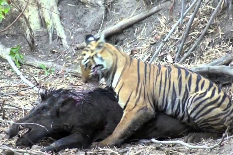 Video: Man vat lon giua ho va heo rung