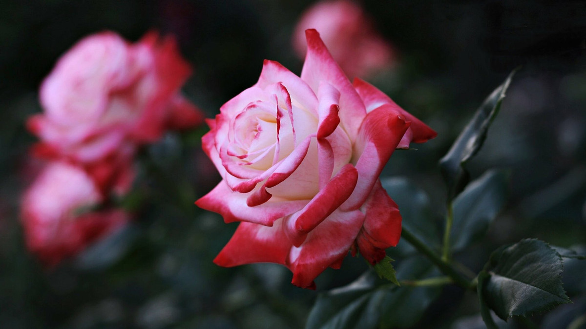 Tre co gio sinh nay, nho thi manh me, lon len tai nang-Hinh-2