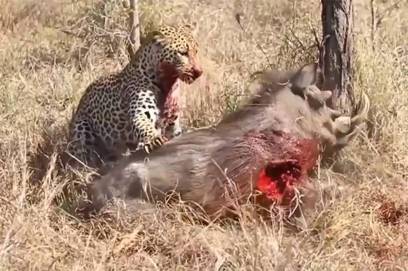 Video: Man vat lon dam mau giua bao va heo rung