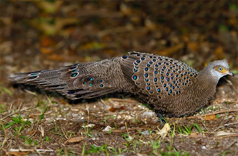 Cổ họng của giống gà này có màu tráng, chân màu xám.