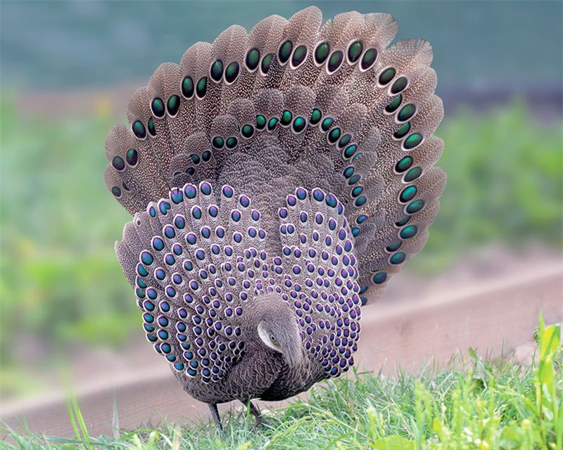 Gà tiền mặt vàng được liệt kê vào mục ít quan tâm của danh sách đỏ IUCN về các loài bị đe dọa.