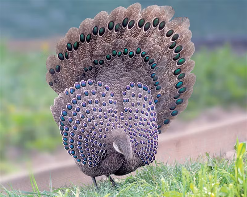 Gà tiền mặt vàng được liệt kê vào mục ít quan tâm của danh sách đỏ IUCN về các loài bị đe dọa.