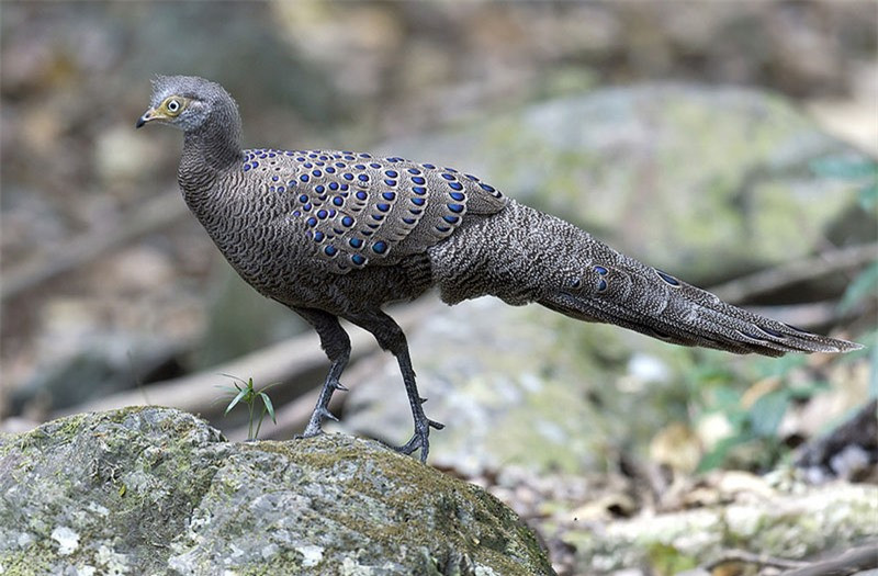 Con mái thường có kích thước nhỏ hơn con trống.