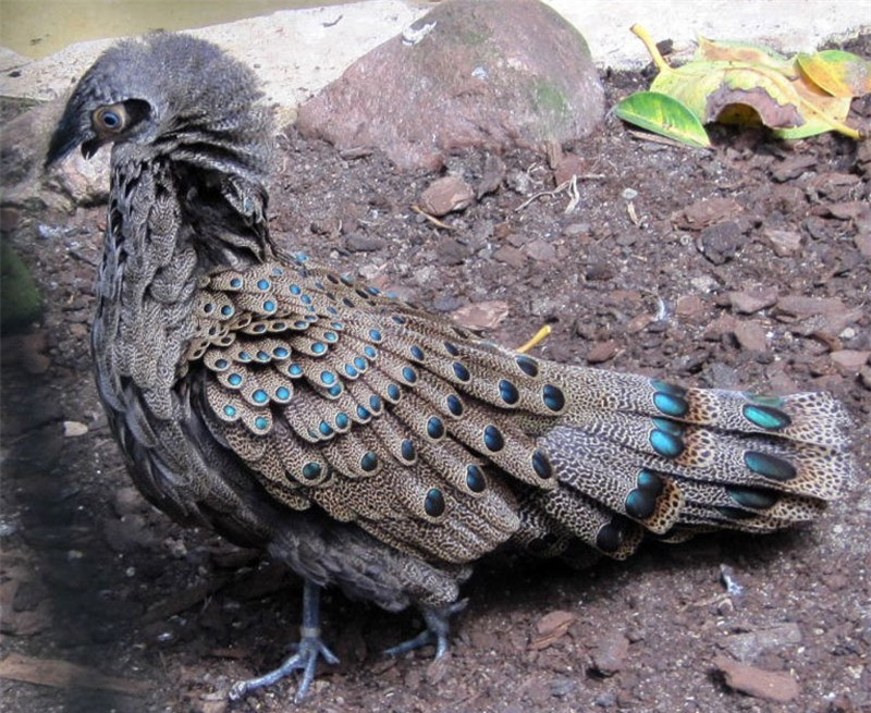 Thức ăn của gà tiền mặt vàng gồm các loại hạt, mối, trái cây và các loài không xương sống.