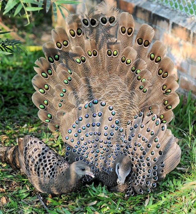 Mỗi lứa chúng thường đẻ khoảng 2 trứng.