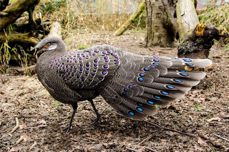 Gà trưởng thành dài khoảng 76cm.