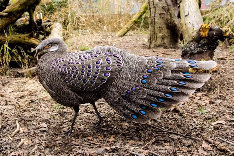 Gà trưởng thành dài khoảng 76cm.