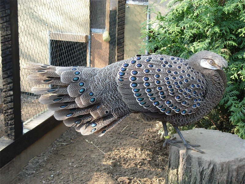 húng thường sinh sống ở các khu rừng đất thấp và đồi của vùng Đông Bắc Ấn Độ và Đông Nam Á.