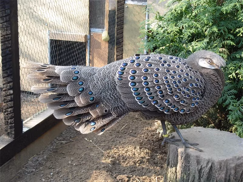 Chúng thường sinh sống ở các khu rừng đất thấp và đồi của vùng Đông Bắc Ấn Độ và Đông Nam Á.