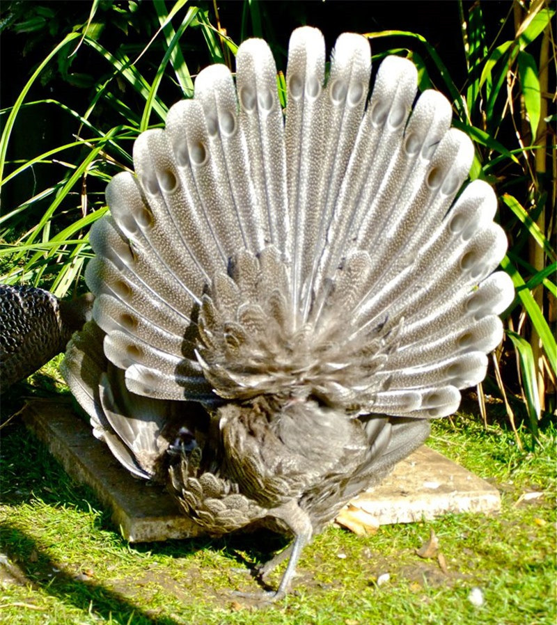 Con trống có bộ lông sặc sỡ không kém gì chim công.