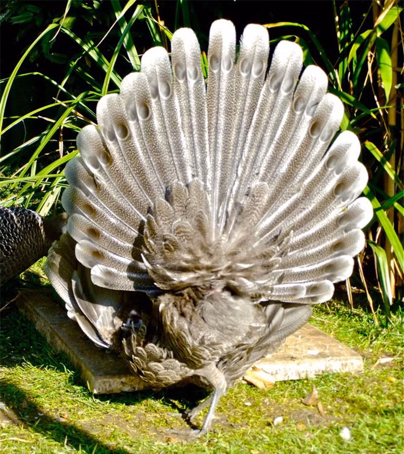 Con trống có bộ lông sặc sỡ không kém gì chim công.