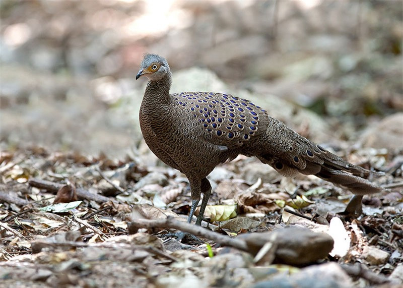 Con trống và con mái khá giống nhau nhưng con mái nhỏ hơn, màu tối hơn và ít sặc sỡ hơn con trống.