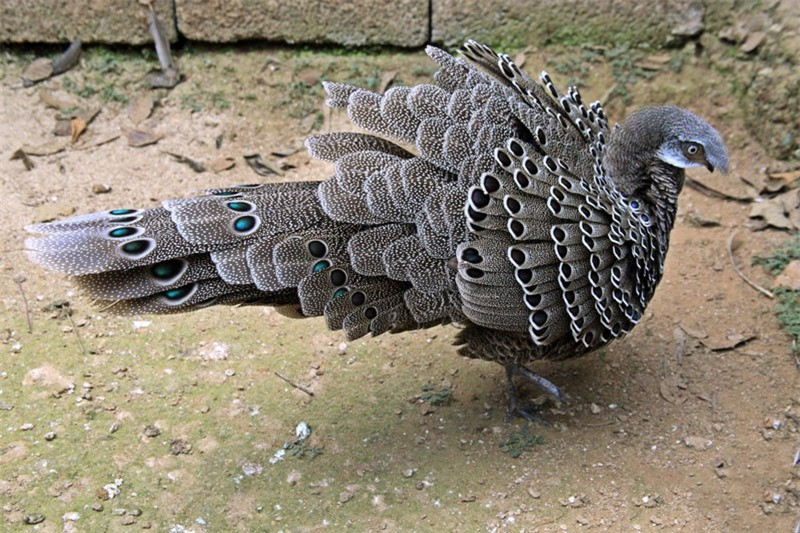 Nhờ bề ngoài đẹp, nó được rất nhiều người nuôi làm gà cảnh.