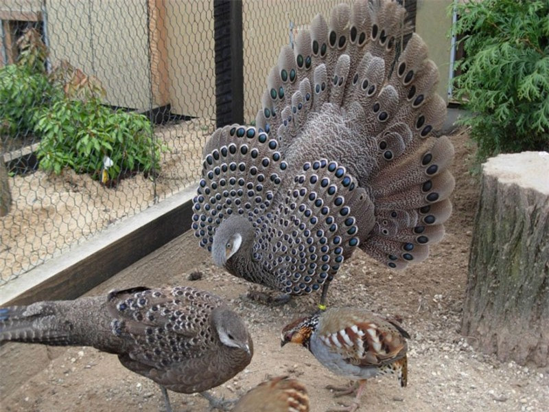 Gia đình nhà gà tiền mặt vàng.