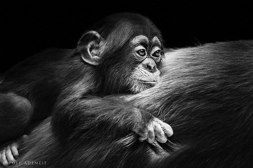 Nhiếp ảnh gia người Đức Wolf Ademeit dành nhiều thời gian ghi lại những xúc cảm của các loài linh trưởng.