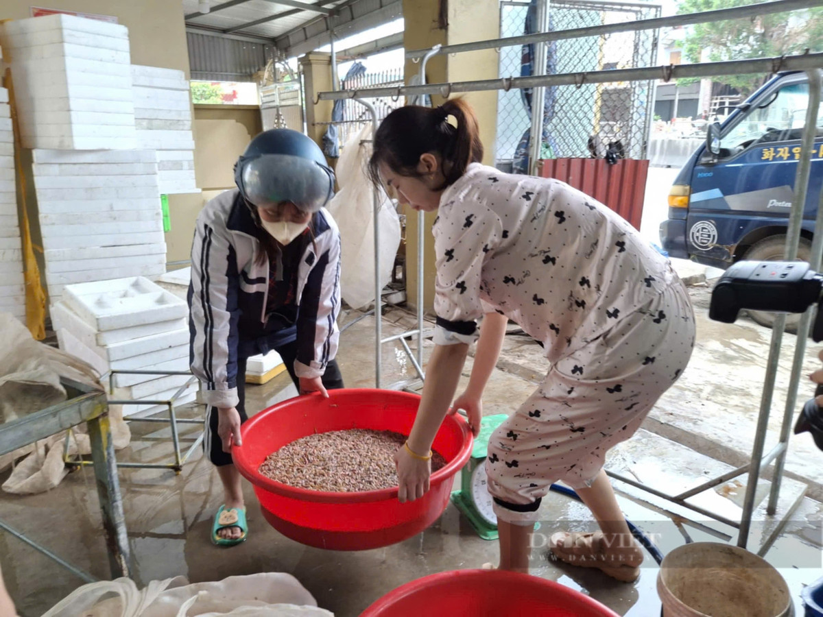 Ra đồng vớt “lộc trời”, dân Hải Phòng làm chơi ăn thật - Hình 3 Ra dong vot “loc troi”, dan Hai Phong lam choi an that-Hinh-3