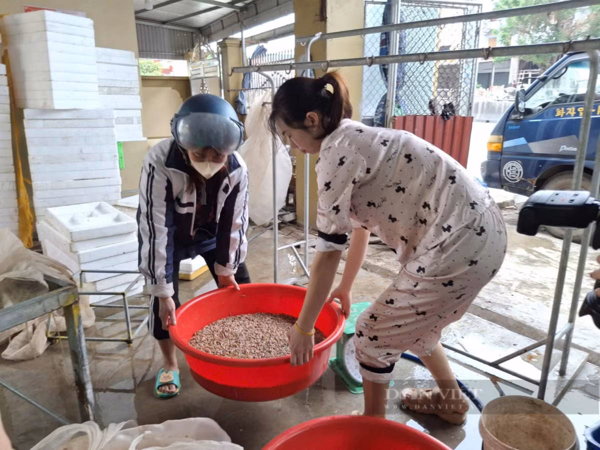 Ra dong vot “loc troi”, dan Hai Phong lam choi an that-Hinh-3