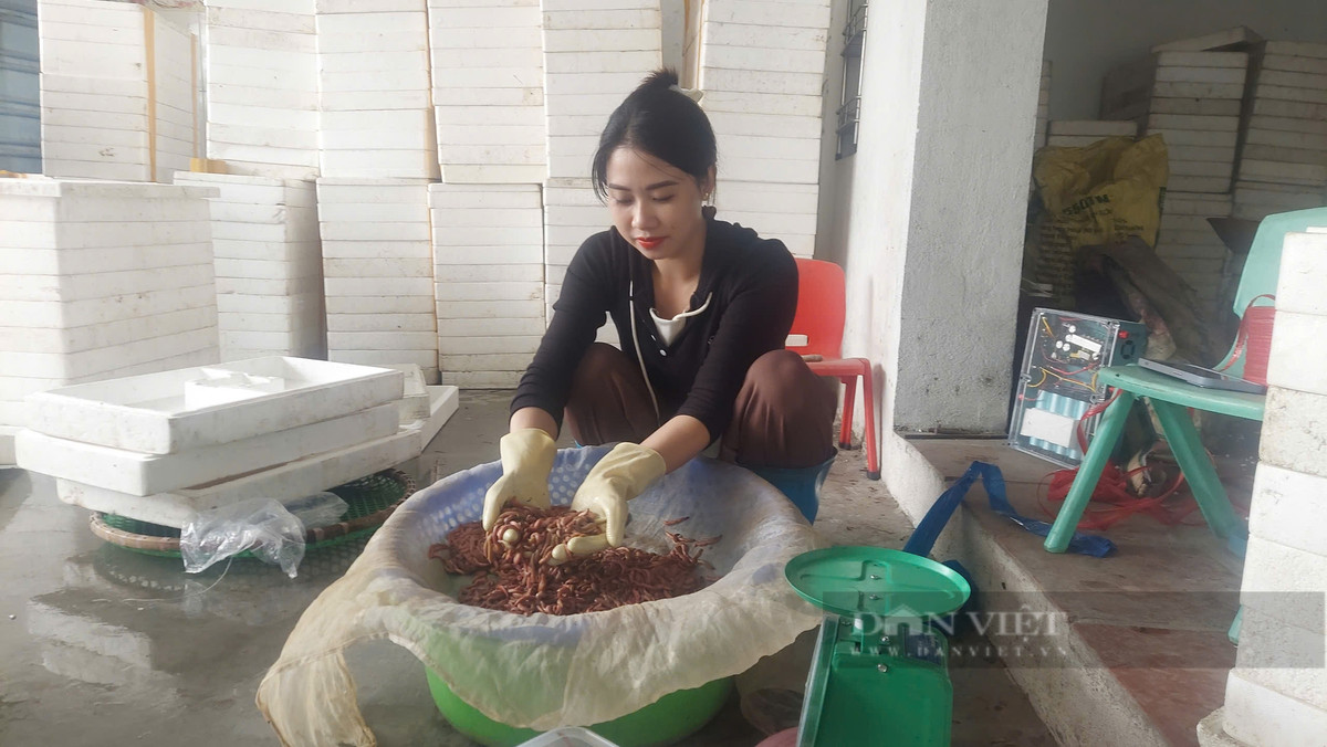 Ra đồng vớt “lộc trời”, dân Hải Phòng làm chơi ăn thật Ra dong vot “loc troi”, dan Hai Phong lam choi an that