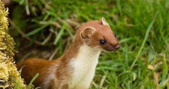 Nghien cuu khoa hoc cho thay thuc su la khong the giet chon-Hinh-5