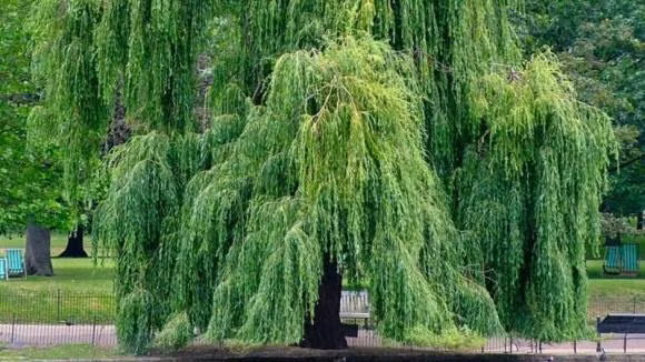 Trong 5 cay nay truoc nha hut am khi, tai loc khanh kiet-Hinh-4