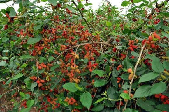 Trồng 5 cây này trước nhà hút âm khí, tài lộc khánh kiệt Trong 5 cay nay truoc nha hut am khi, tai loc khanh kiet