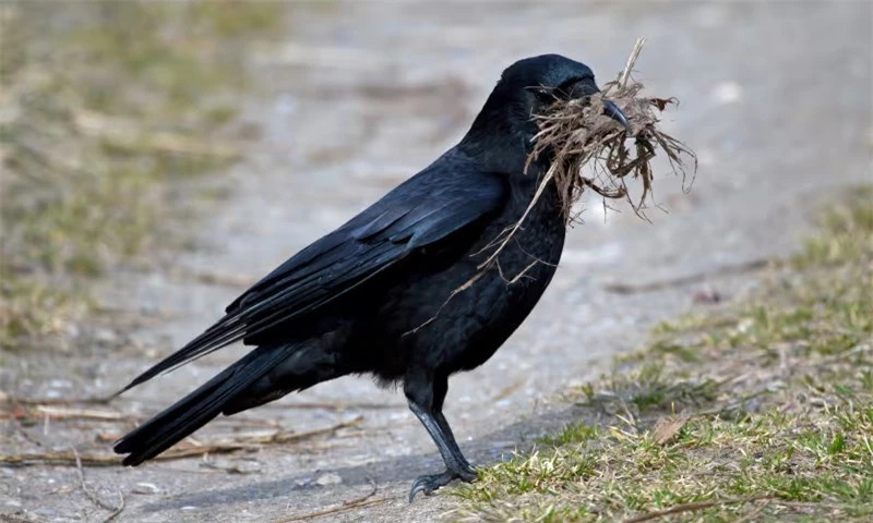 Quạ và ác là xây tổ bằng dây thép gai chống chim ảnh 3