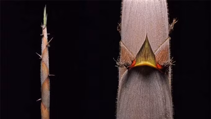 No hoa the ky chi mot lan va su tai sinh bi an cua loai tre Henon