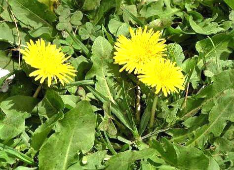 Loại cỏ dại vua giải nhiệt, bổ mắt, chế biến ăn rất ngon Loai co dai vua giai nhiet, bo mat, che bien an rat ngon