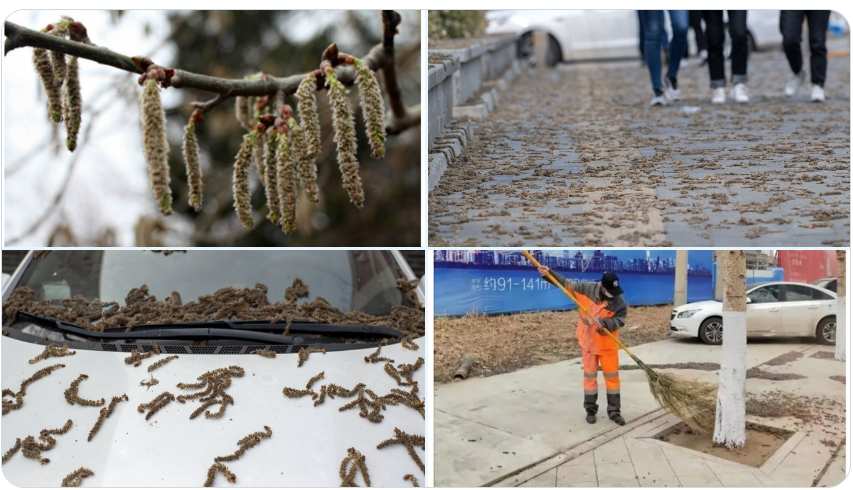 “Mua sau” o Trung Quoc khien nhieu nguoi kinh hai-Hinh-3