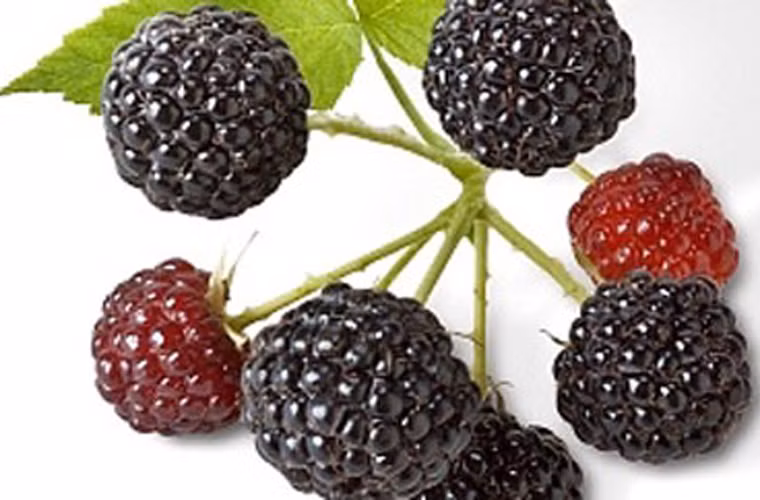 Lý do Chen lựa chọn dâu tây làm đối tượng nghiên cứu vì trước đây cô từng phát hiện khả năng ngăn ngừa ung thư thần kỳ của dâu tây và quả mâm xôi đen. Tuy nhiên, mâm xôi đen không phải loại trái cây phổ biến ở Trung Quốc. Do vậy, cô quyết định làm sáng tỏ tác dụng của dâu tây trong nỗ lực phòng chống ung thư.