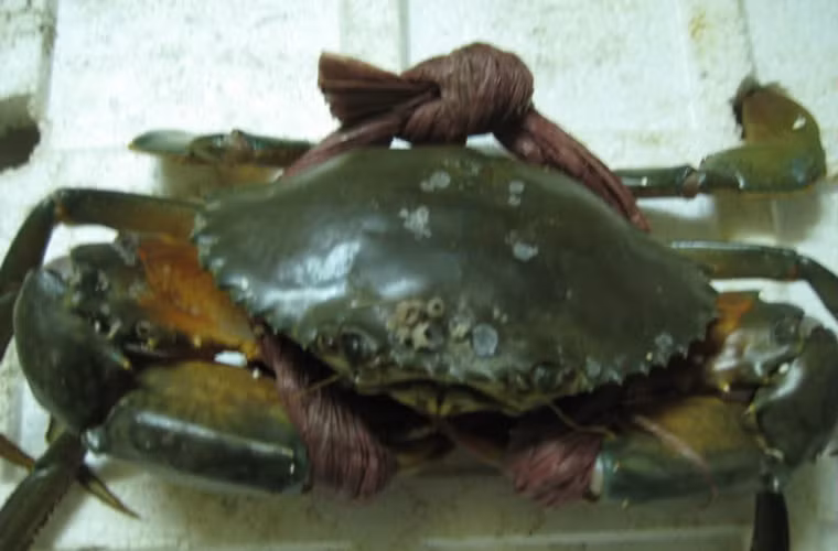 Ngoài ra, bạn cần quan tâm đến sự chuyển động mạnh mẽ của chân và càng; gai trên càng và mai vẫn còn nguyên sắc.