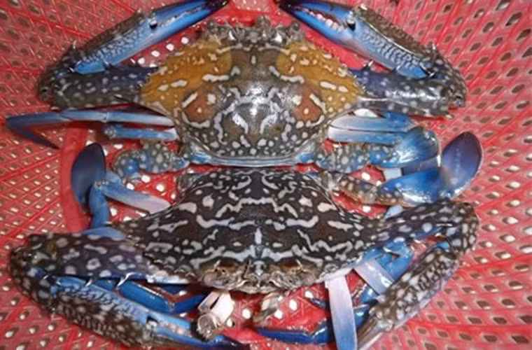 Với người thích ăn ghẹ thịt, bạn nên chọn con đực với phần yếm nhỏ; trong khi ghẹ cái với yếm to sẽ cho nhiều gạch hơn.