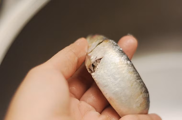 Kiểm tra vết cắt trên cơ thể cá. Thông thường, những vết cắt mới sẽ có màu đỏ tươi và khá ẩm. Cá để lâu vết cắt sẽ có màu bạc và hơi bở.