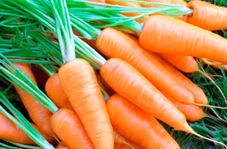 Khi đó, các nhà khoa học đã tiến hành phân tích để kiểm chứng tác động của cà rốt, củ cải vàng đối với ung thư và các dạng viêm như viêm khớp.