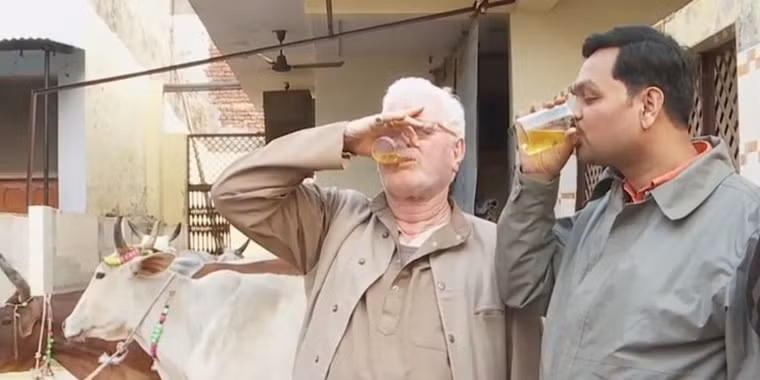 Thực vậy, người Hindu tin rằng bò là loài vật linh thiêng và nước tiểu của chúng có thể chữa bệnh một cách thần kỳ.