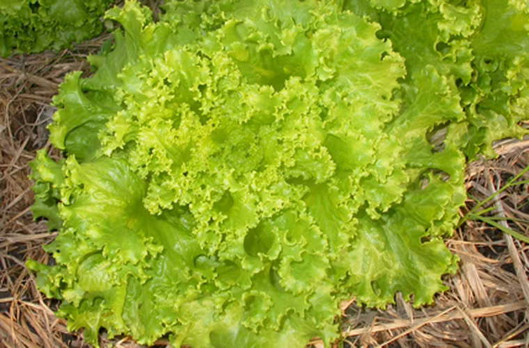 Trái cây và rau xanh. Việc hình thành thói quen ăn uống nhiều trái cây và rau xanh trong bữa ăn góp phần làm giảm nguy cơ của nhiều loại ung thư. Trong số đó, cải xoăn, rau bắp cải hoặc các loại họ cải khác có khả năng giảm tỷ lệ mắc ung thư đại tràng lên tới 18%.