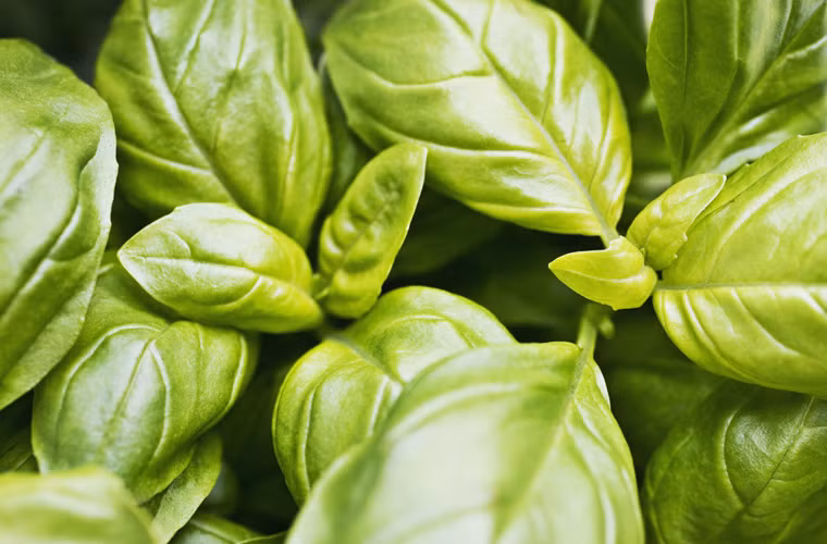 Húng quế. Húng quế sẽ nhanh bị héo hơn khi bảo quản trong môi trường lạnh. Bên cạnh đó, nó cũng dễ “bắt mùi” của các loại thực phẩm xung quanh khiến mùi thơm bị “biến dạng”. Bạn nên bảo quản rau bằng cách nhúng chúng vào một bình nước giống như cắm hoa sẽ tốt hơn nhiều.