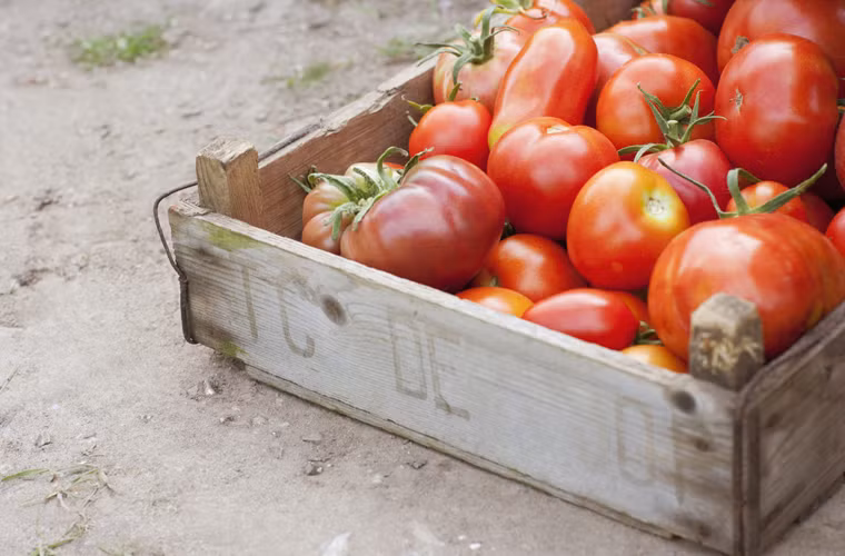  Cà chua. Không khí lạnh trong tủ lạnh có thể làm hỏng các màng bên trong của cà chua, khiến nó trở nên bở và mất hương vị. Thay vì cho vào tủ, các bà nội trợ nên để chúng trong những chiếc bát sạch, khô ráo hoặc trên giá bếp.