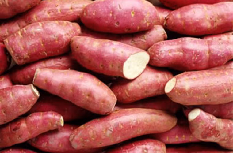 Khoai lang. Loại khoai lang màu hồng, cam và vàng là nguồn cung cấp beta – carotene nhiều nhất. Trong khi đó, beta – carotene có khả năng làm giảm nguy cơ ung thư dạ dày đáng kể. Thêm lý do để bạn nên lựa chọn khoai lang là loại thực phẩm này hầu như không chứa lưu lượng thuốc trừ sâu nên rất an toàn cho sức khỏe.