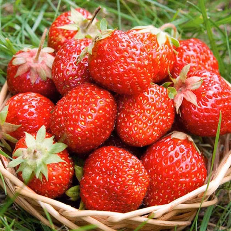 Theo các nhà khoa học, tiêu thụ dâu tây thường xuyên có tác dụng ức chế sự hình thành các khối u trong cơ thể.