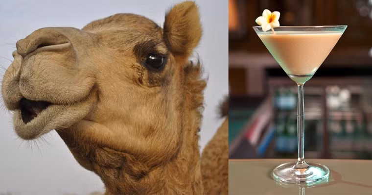 Cocktail sữa lạc đà. Món đồ uống bắt nguồn từ thói quen ăn uống của những người Hồi giáo. Dù được xem là một loại cocktail nhưng cocktail sữa lạc đà hoàn toàn không có cồn; rất hợp với những người ăn chay. Nó cũng là nguồn cung cấp protein, vitamin B, sắt và axit béo không bão hòa dồi dào.