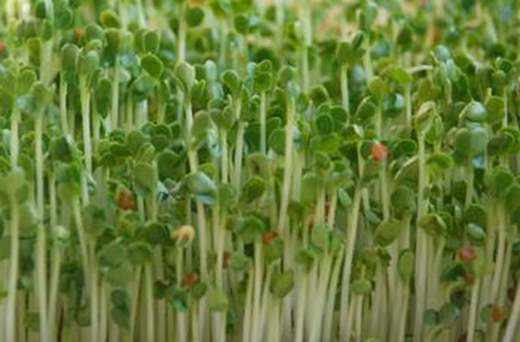 Tăng lượng mầm cải xanh. Nghiên cứu của các nhà khoa học Nhật năm 2009 cho thấy, việc duy trì ăn khoảng 2,5 oz mầm cải xanh mỗi ngày kéo dài trong vòng hai tháng có thể giảm tới 40% nguy cơ mắc bệnh. Mầm cải xanh dễ tìm ở các sạp bán rau. Nó phù hợp để chế biến thành các món salad, súp hoặc ăn kèm bánh mì.