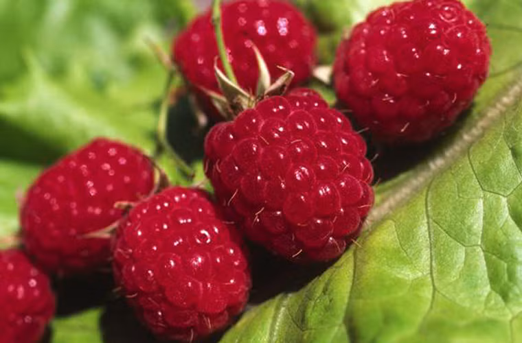 Quả mâm xôi. Lượng acid ellagic có trong quả mâm xôi được xem là nguồn chất chống ung thư, chống đột biến, ức chế sự phát triển của các tế bào ung thư thần kì. Cho đến nay, mâm xôi đỏ vẫn được xem là nguồn cung cấp acid ellegic hàng đầu. Dù bạn ăn chúng khi còn tươi, đông lạnh hoặc trong môi trường nhiệt độ cao vẫn không ảnh hưởng gì đến việc hấp thu nguồn acid ellagic.