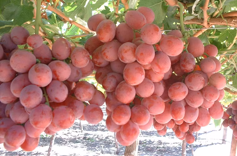 Nho. Lớp phấn bao bọc bên ngoài có khả năng bảo vệ nho nên khi bảo quản, bạn không nên rửa sạch chúng. Tiếp đó, cho nho vào túi nilon và cất vào tủ lạnh sẽ giữ được khoảng 2 tuần.