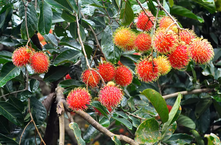 Theo tiến sĩ Nguyễn Văn Khải đến từ Trung tâm Dung dịch Hoạt hóa Điện hóa &amp; Đèn tiết kiệm Điện, việc mua nhãn cả cành và bảo quản khiến chất dinh dưỡng để nuôi quả sẽ bị chia ra để nuôi cành khiến cho nhãn, vải, chôm chôm... nhanh bị hỏng hơn. Nếu mua quả liền cành thì khi mang về, nên vặt quả khỏi cành, sau đó rửa sạch, để ráo nước rồi để ra đĩa hoặc bảo quản trong tủ lạnh để ăn dần.