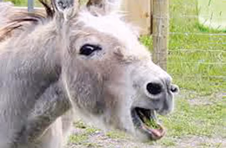 Từ đó, chủ hàng thịt sẽ tiến hành đổ nước sôi vào phần được chọn để làm lông.