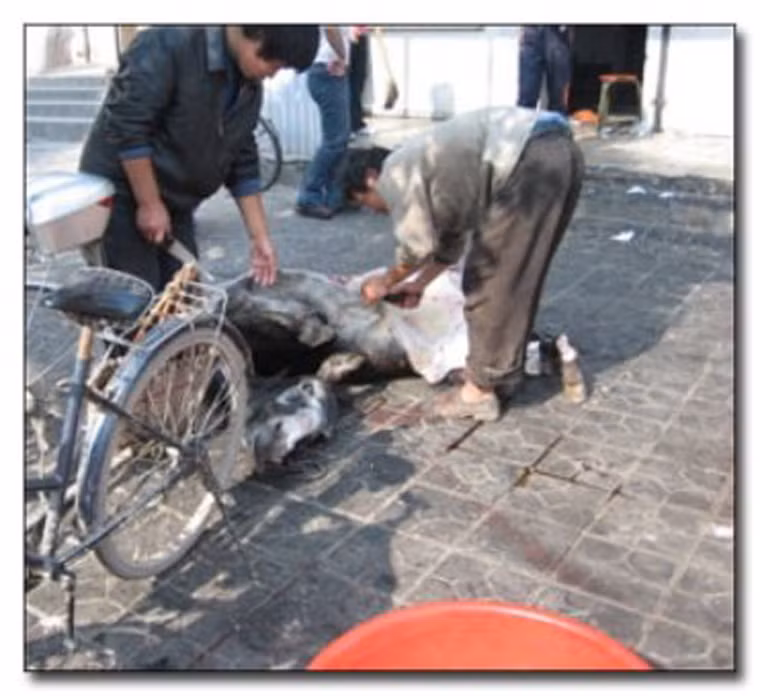 Cụ thể, người mua được phép lựa chọn những mảng thịt ưng ý trên thân con lừa còn sống. Để con vật không thể kháng cự, người ta trói chặt tứ chi của nó.