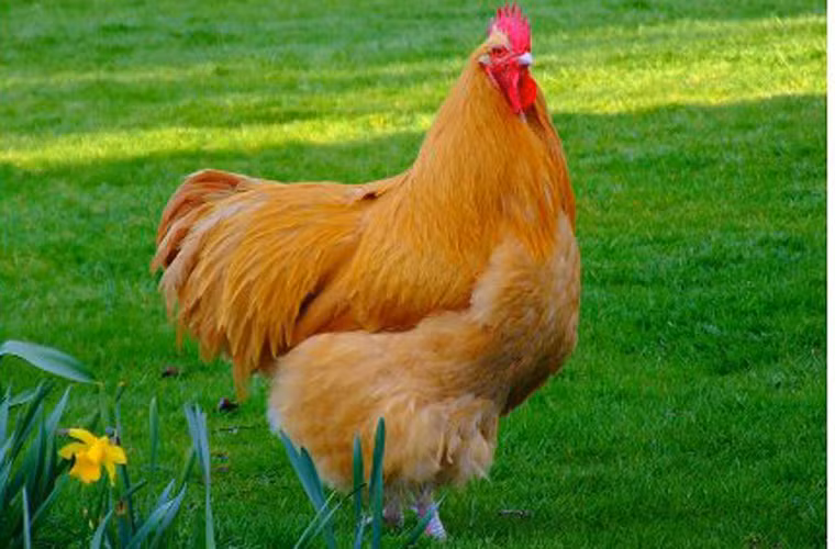 Gà hong gió còn được biết đến với tên gọi Feng Gan Ji. Để làm được món khoái khẩu, người ta chỉ cần có đầu bếp, con gà, dao và quan trọng nhất là một thái độ dửng dưng, vô cảm.